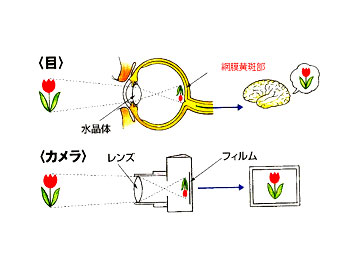 老眼についてのイラスト